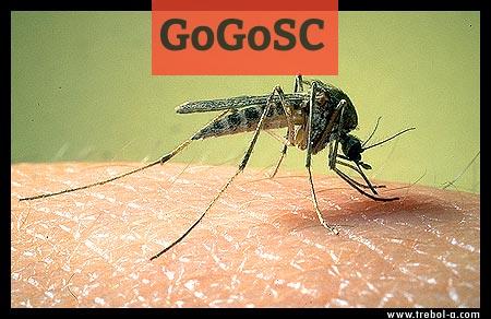 Mosquito picando